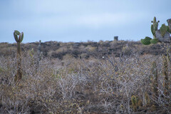 Opuntia galapageia