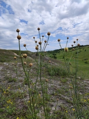 Centaurea orientalis