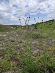 Centaurea orientalis
