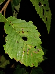 Phloeospora ulmi