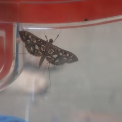 Nausinoe geometralis