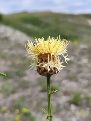 Centaurea orientalis