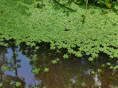 Callitriche