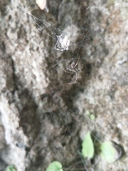 Araneae