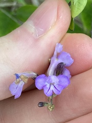 Duranta erecta