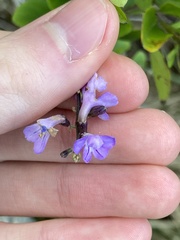 Duranta erecta