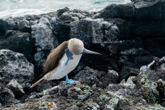 Sula nebouxii excisa