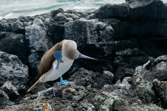 Sula nebouxii excisa