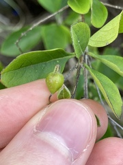 Duranta erecta