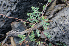 Euphorbia amplexicaulis