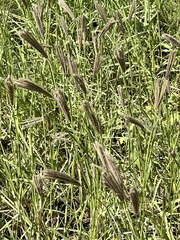 Chloris virgata