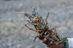 Panulirus penicillatus