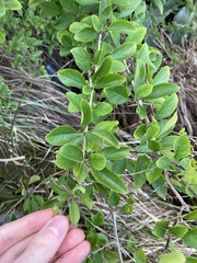 Duranta erecta