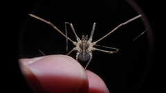 Mitopus morio