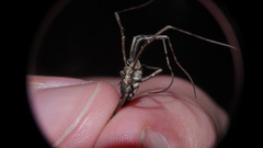 Mitopus morio