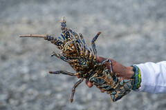 Panulirus penicillatus