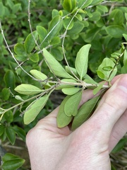 Duranta erecta