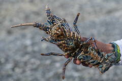 Panulirus penicillatus