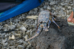 Panulirus penicillatus