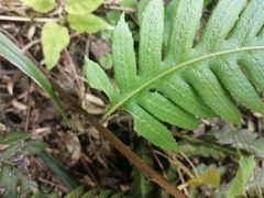 Woodwardia unigemmata