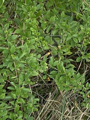 Duranta erecta