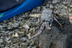 Panulirus penicillatus