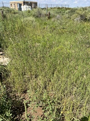 Chloris virgata