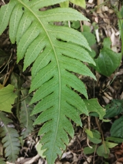 Woodwardia unigemmata