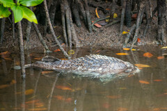 Diodon hystrix