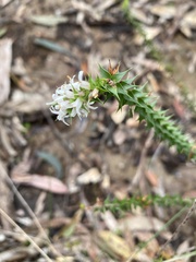 Epacris pulchella
