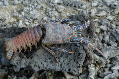 Panulirus penicillatus