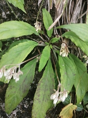 Petrocodon dealbatus