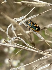 Eurydema gebleri