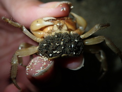 Epigrapsus notatus