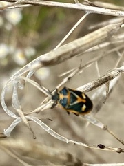 Eurydema gebleri