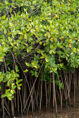 Rhizophora mangle