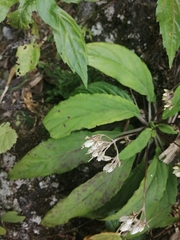 Petrocodon dealbatus