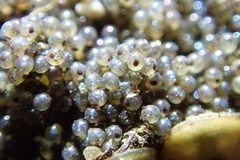 Epigrapsus notatus