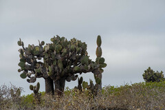 Opuntia galapageia