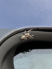 Metaphidippus chera