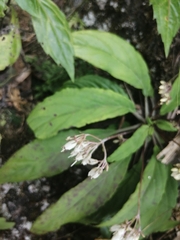 Petrocodon dealbatus