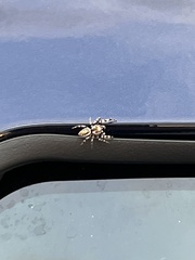 Metaphidippus chera