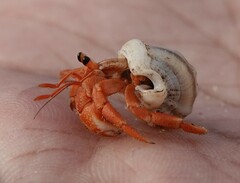 Coenobita violascens