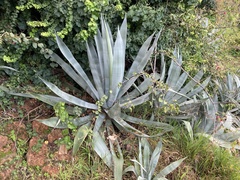 Agave americana