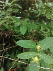 Hypericum monogynum