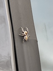 Metaphidippus chera