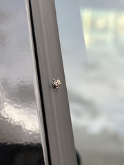Metaphidippus chera