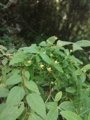 Hypericum monogynum