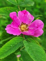 Rosa