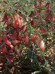 Lessertia frutescens